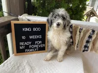 King "Boo", a male Aussiedoodle and Poodle - Standard  for sale in Columbia City, IN – 4 of 10
