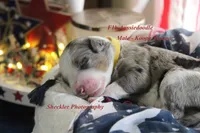 Koopa Troopa, a male Aussiedoodle and Poodle - Standard  for sale in Columbia City, IN – 7 of 8