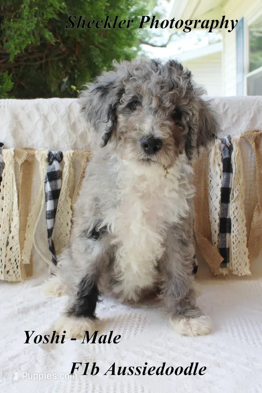 Yoshi – Aussiedoodle, Poodle - Standard  puppy for sale in Columbia City, IN
