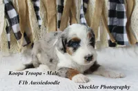 Koopa Troopa, a male Aussiedoodle and Poodle - Standard  for sale in Columbia City, IN – 8 of 8