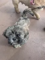 Storm, a male Maltese and Shih Tzu for sale in Greer, SC – Photo 2 of 3