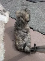 Storm, a male Maltese and Shih Tzu for sale in Greer, SC – Photo 3 of 3