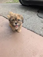 Brownie, a female Maltese and Shih Tzu for sale in Greer, SC – Photo 3 of 3