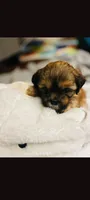 Brownie, a female Maltese and Shih Tzu for sale in Greer, SC – Photo 1 of 3