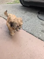Brownie, a female Maltese and Shih Tzu for sale in Greer, SC – Photo 2 of 3