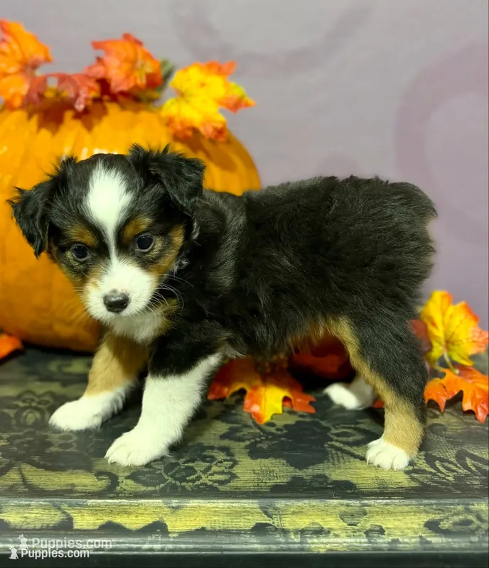 Luigi – Toy Australian Shepherd puppy for sale in Gilbert, AZ