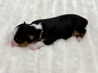 Luigi, a male Toy Australian Shepherd for sale in Gilbert, AZ – 2 of 3