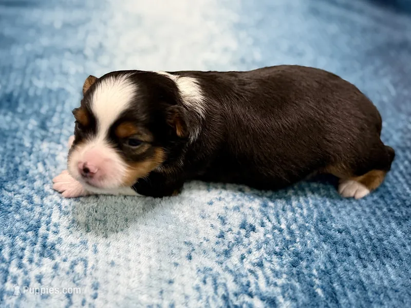 Luigi – Toy Australian Shepherd puppy for sale in Gilbert, AZ