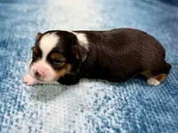 Luigi, a male Toy Australian Shepherd for sale in Gilbert, AZ – 1 of 3
