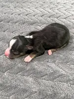 Bowser Jr., a male Toy Australian Shepherd for sale in Gilbert, AZ – 3 of 3