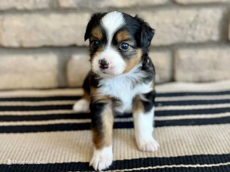 Luigi – Toy Australian Shepherd puppy for sale in Gilbert, AZ