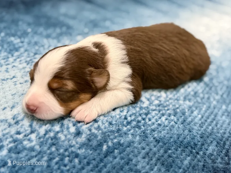 Mario – Toy Australian Shepherd puppy for sale in Gilbert, AZ
