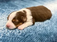 Mario, a male Toy Australian Shepherd for sale in Gilbert, AZ – 1 of 3