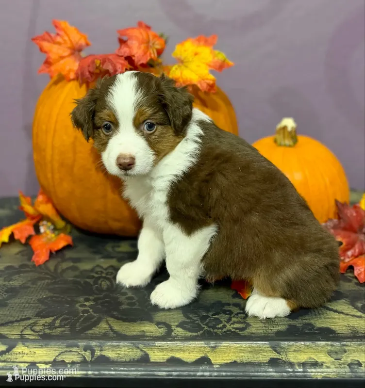 Mario – Toy Australian Shepherd puppy for sale in Gilbert, AZ