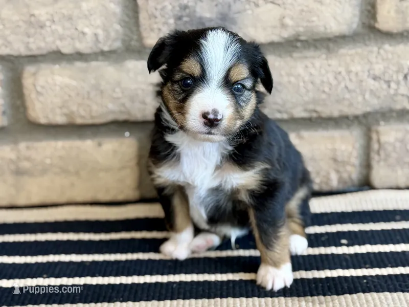Bowser Jr. – Toy Australian Shepherd puppy for sale in Gilbert, AZ