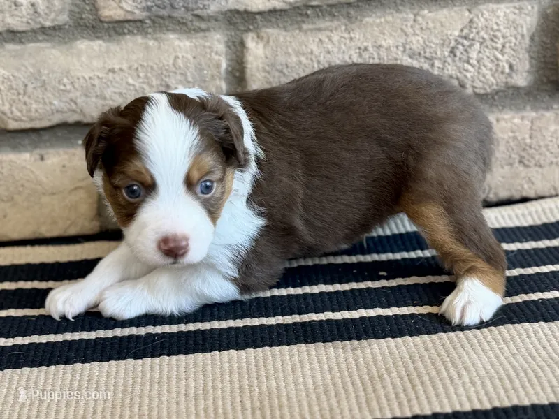 Mario – Toy Australian Shepherd puppy for sale in Gilbert, AZ