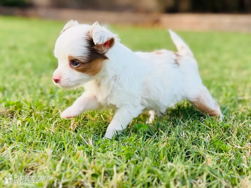 Daisy – Toy Australian Shepherd puppy for sale in Gilbert, AZ