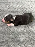Luigi, a male Toy Australian Shepherd for sale in Gilbert, AZ – 3 of 3