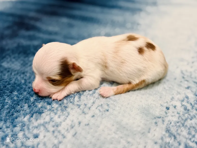 Daisy – Toy Australian Shepherd puppy for sale in Gilbert, AZ