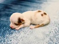 Daisy, a female Toy Australian Shepherd for sale in Gilbert, AZ – 1 of 3