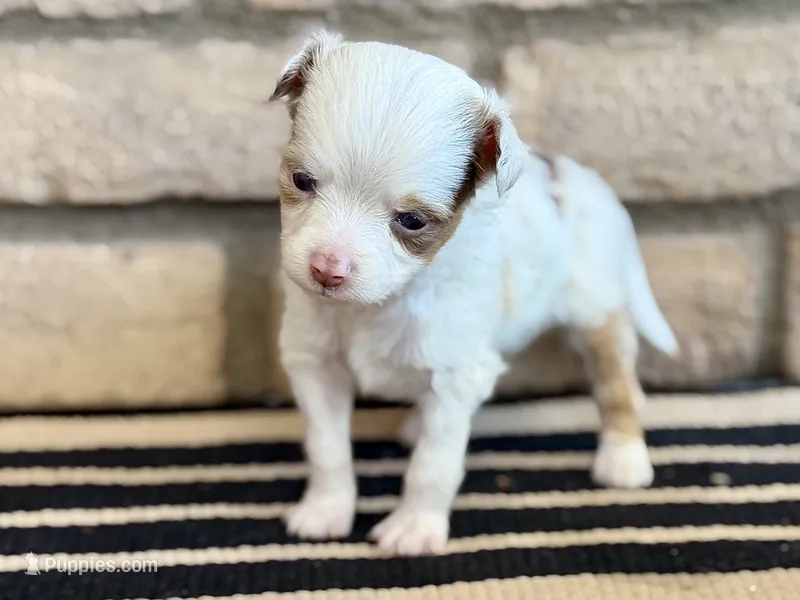 Daisy – Toy Australian Shepherd puppy for sale in Gilbert, AZ