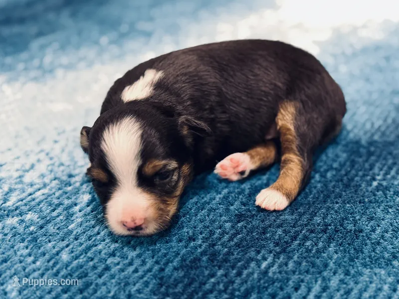 Bowser Jr. – Toy Australian Shepherd puppy for sale in Gilbert, AZ