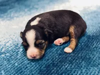 Bowser Jr., a male Toy Australian Shepherd for sale in Gilbert, AZ – 1 of 3