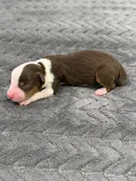 Mario, a male Toy Australian Shepherd for sale in Gilbert, AZ – 3 of 3