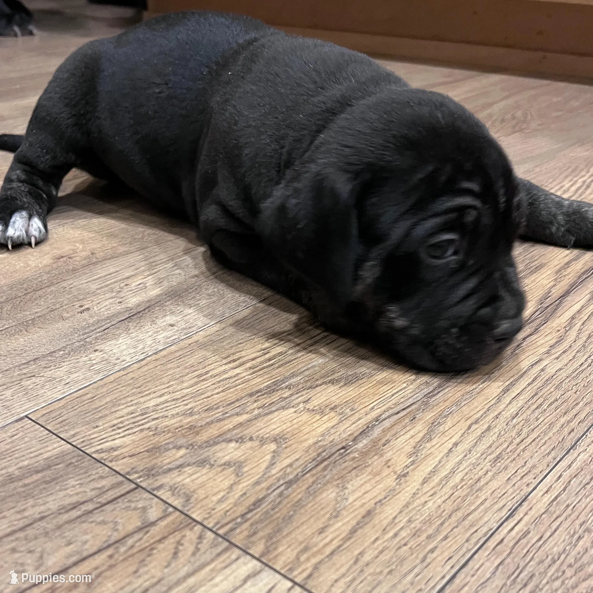 Ghirardelli, a male American Bully for sale in Tehachapi, CA – Photo 5 of 5