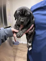 Ghirardelli, a male American Bully for sale in Tehachapi, CA – Photo 4 of 5