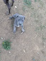 Peach, a female American Bully for sale in Tehachapi, CA – Photo 4 of 4