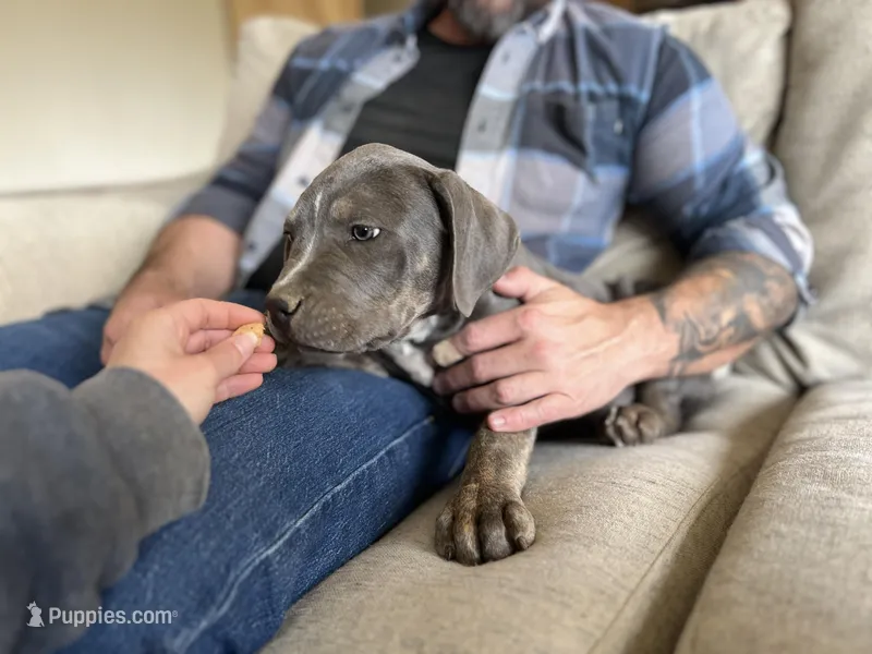 Peach – American Bully puppy for sale in Tehachapi, CA
