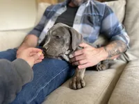 Peach, a female American Bully for sale in Tehachapi, CA – Photo 1 of 3