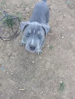 Peach, a female American Bully for sale in Tehachapi, CA – Photo 2 of 4