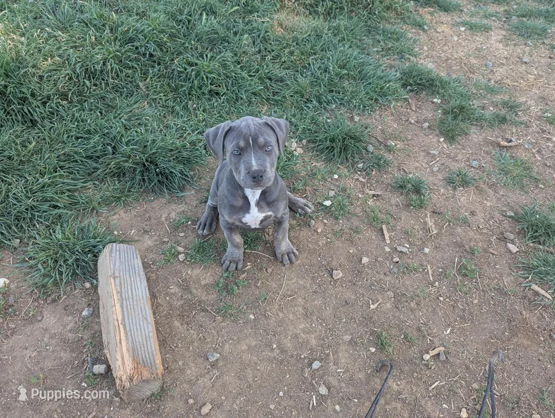Peach – American Bully puppy for sale in Tehachapi, CA