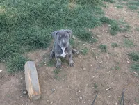 Peach, a female American Bully for sale in Tehachapi, CA – Photo 1 of 4