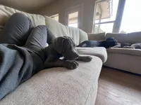 Peach, a female American Bully for sale in Tehachapi, CA – Photo 3 of 3