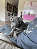 Peach, a female American Bully for sale in Tehachapi, CA – Photo 2 of 3