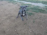 Peach, a female American Bully for sale in Tehachapi, CA – Photo 3 of 4