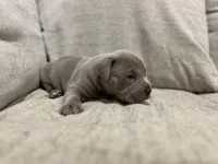 Dove, a male American Bully for sale in Tehachapi, CA – Photo 3 of 5