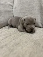 Dove, a male American Bully for sale in Tehachapi, CA – Photo 1 of 5