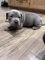 Dove, a male American Bully for sale in Tehachapi, CA – Photo 2 of 5