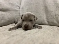 Dove, a male American Bully for sale in Tehachapi, CA – Photo 4 of 5