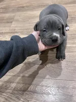 Ferrero, a male American Bully for sale in Tehachapi, CA – Photo 2 of 4