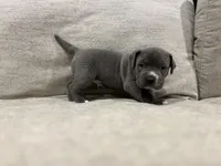 Ferrero, a male American Bully for sale in Tehachapi, CA – Photo 1 of 4