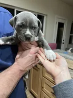 Kiss, a female American Bully for sale in Tehachapi, CA – Photo 3 of 4