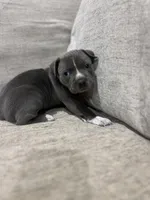 Kiss, a female American Bully for sale in Tehachapi, CA – Photo 2 of 4