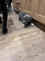 Kiss, a female American Bully for sale in Tehachapi, CA – Photo 4 of 4