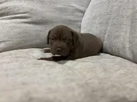 Turtle , a male American Bully for sale in Tehachapi, CA – Photo 5 of 6