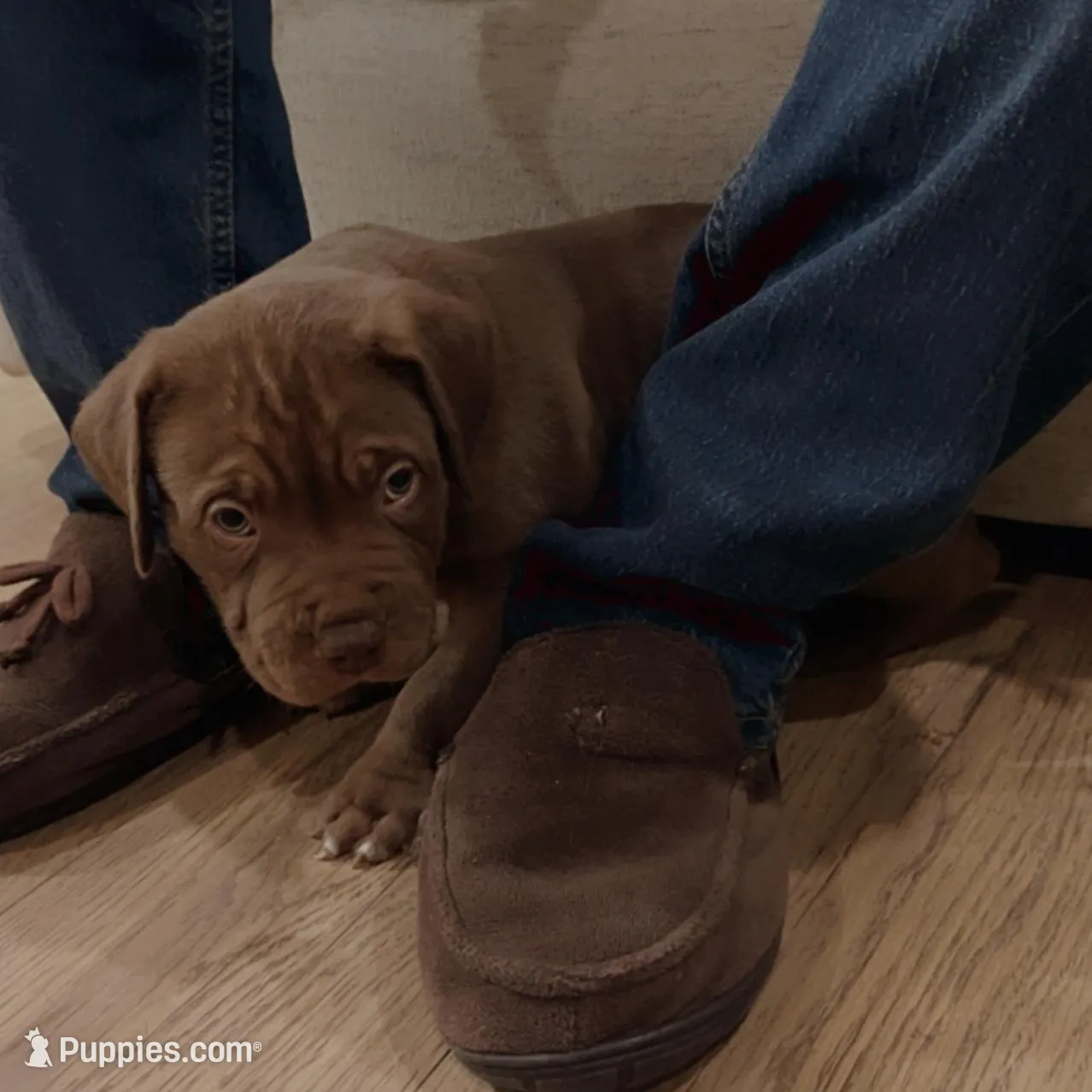 Turtle , a male American Bully for sale in Tehachapi, CA – Photo 3 of 6
